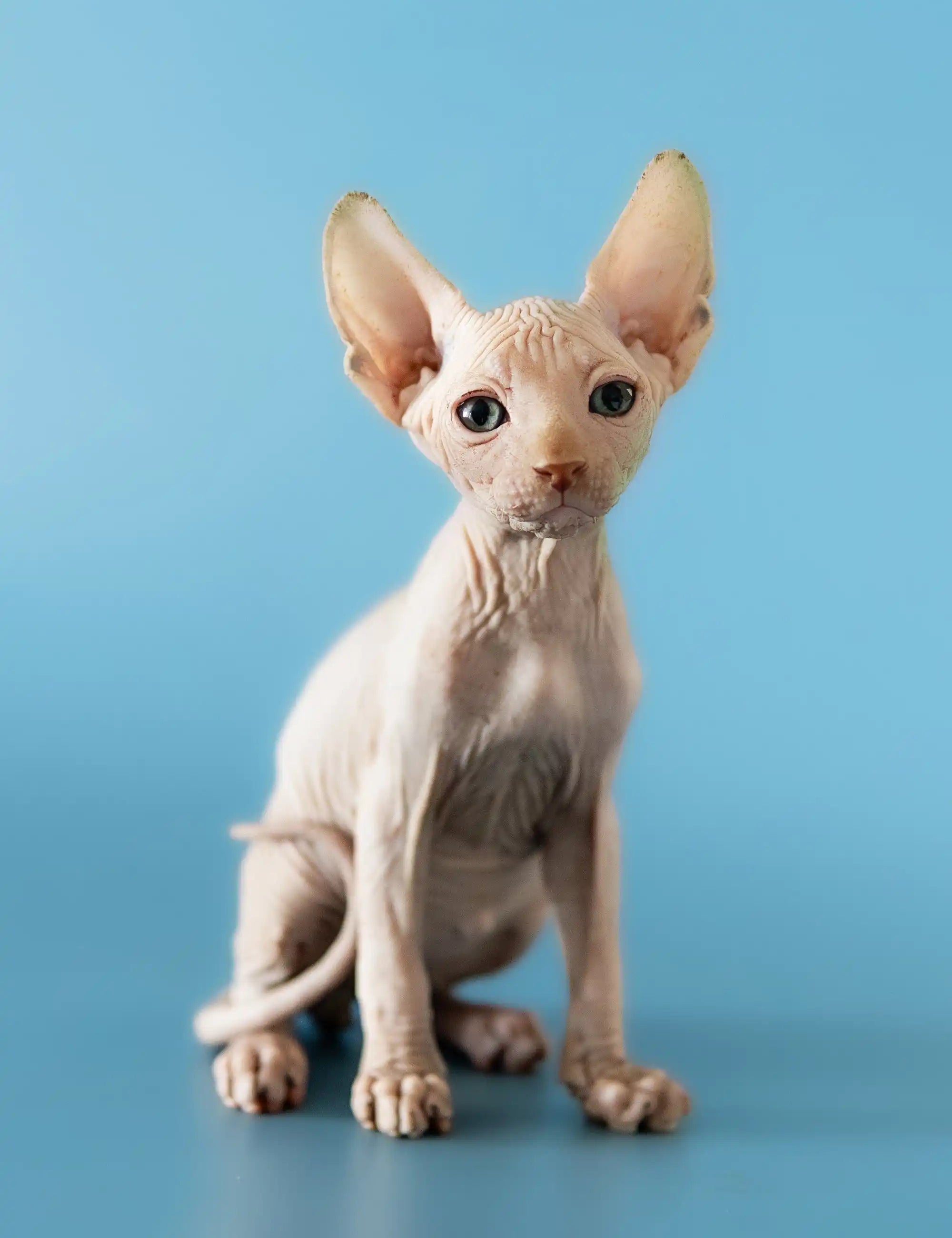 Hairless Sphynx Cats for Sale David | Canadian Kitten