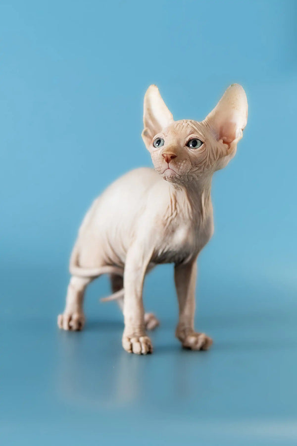 Adorable Hairless Sphynx Kitten David with big ears and cute wrinkled skin