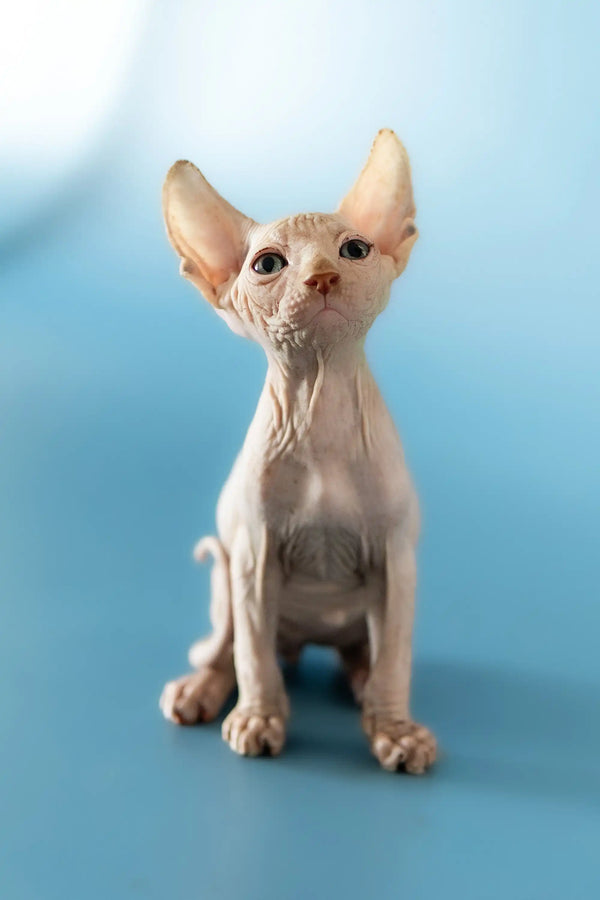 Adorable Canadian Sphynx kitten with big ears sitting upright, looking cute and playful
