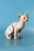Hairless Canadian Sphynx kitten David sitting alert with big ears and curious expression