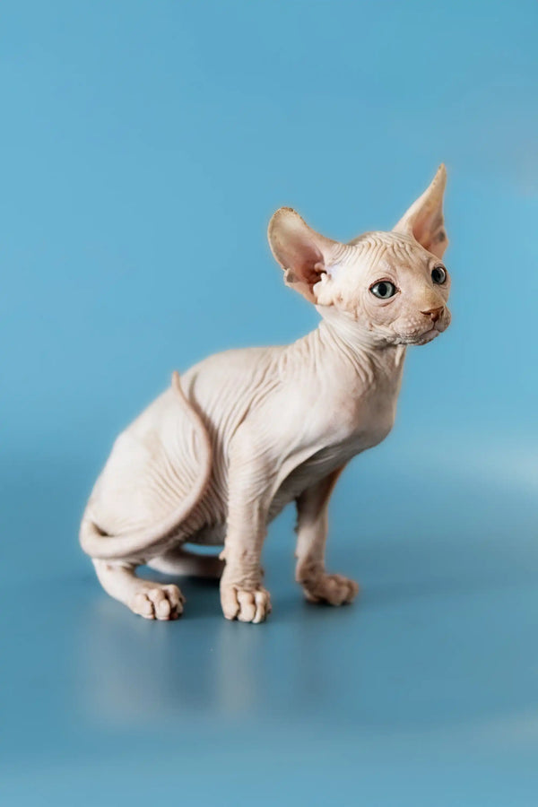 Hairless Canadian Sphynx kitten David sitting alert with big ears and curious expression