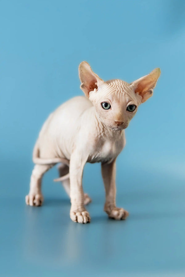 Cute Hairless Sphynx kitten David with big ears and wrinkled skin, a true Canadian Sphynx