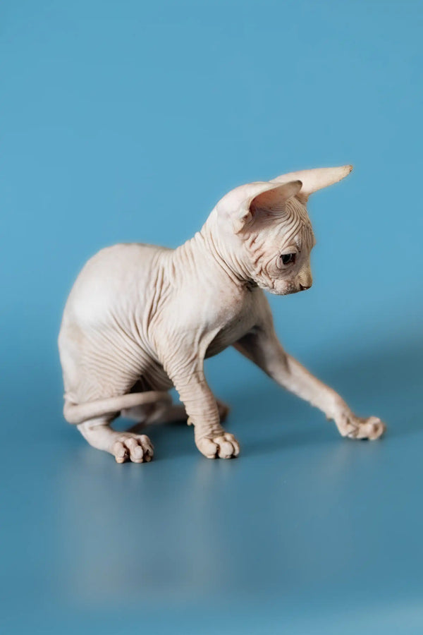 Cute Hairless Sphynx Kitten David stretching its paw, a perfect Canadian Sphynx companion