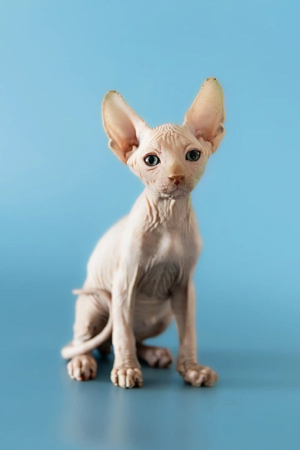 Hairless Canadian Sphynx kitten David with big ears and wrinkled skin