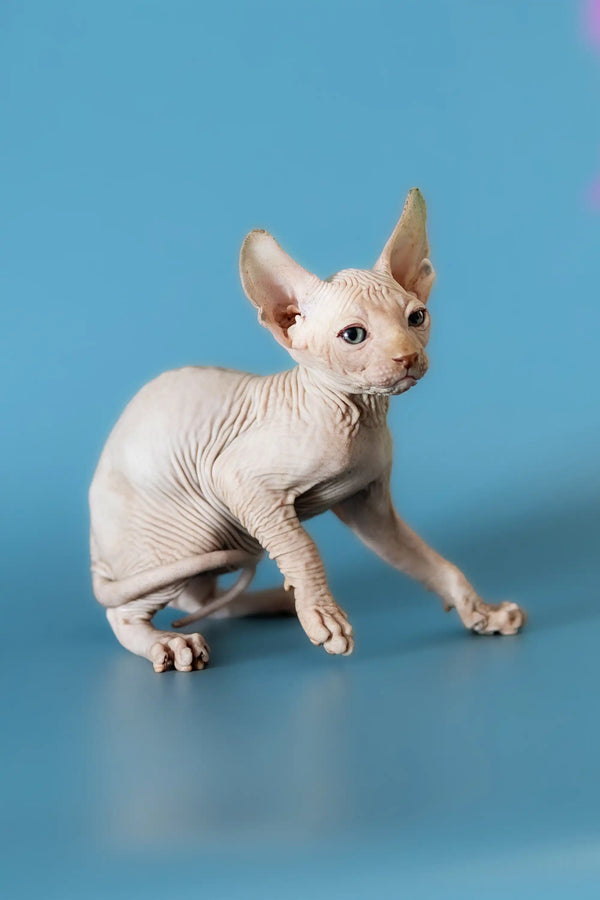 Adorable Canadian Sphynx kitten David showing off wrinkled skin and big ears