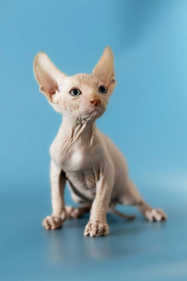 Adorable Hairless Sphynx Kitten David, a playful Canadian Sphynx with big ears and wrinkles
