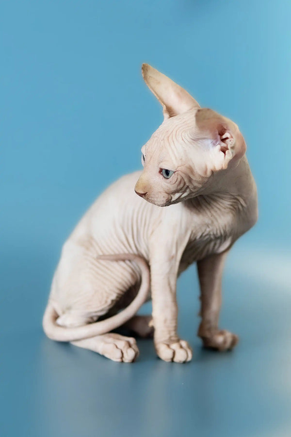Adorable Canadian Sphynx kitten with big ears against a blue backdrop