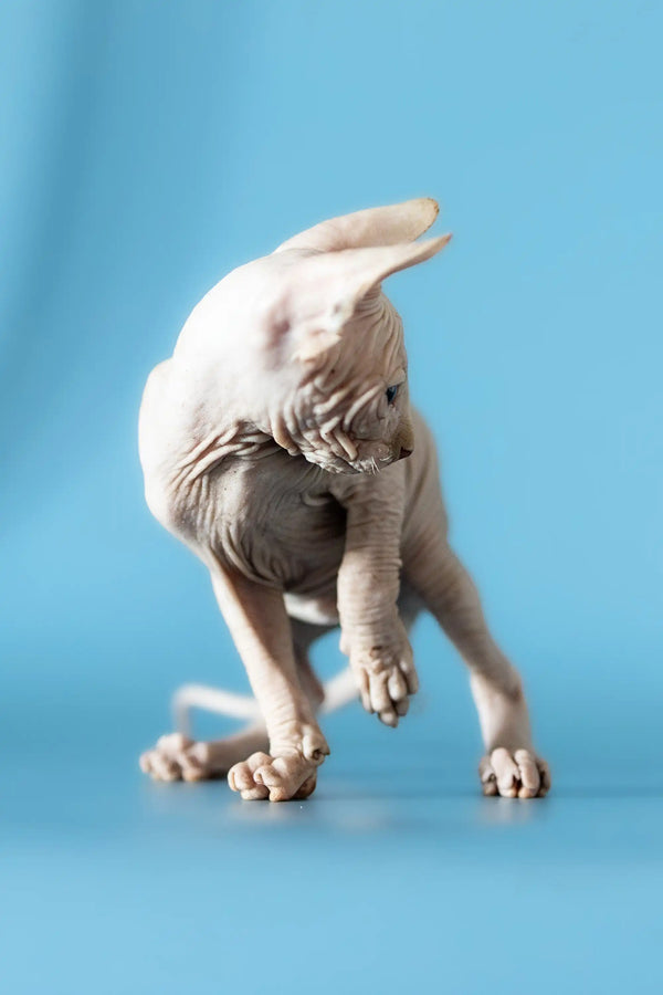 Cute Hairless Canadian Sphynx Kitten named David with wrinkled skin standing proudly