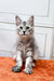 Gray and white Maine Coon kitten sitting upright on an orange surface