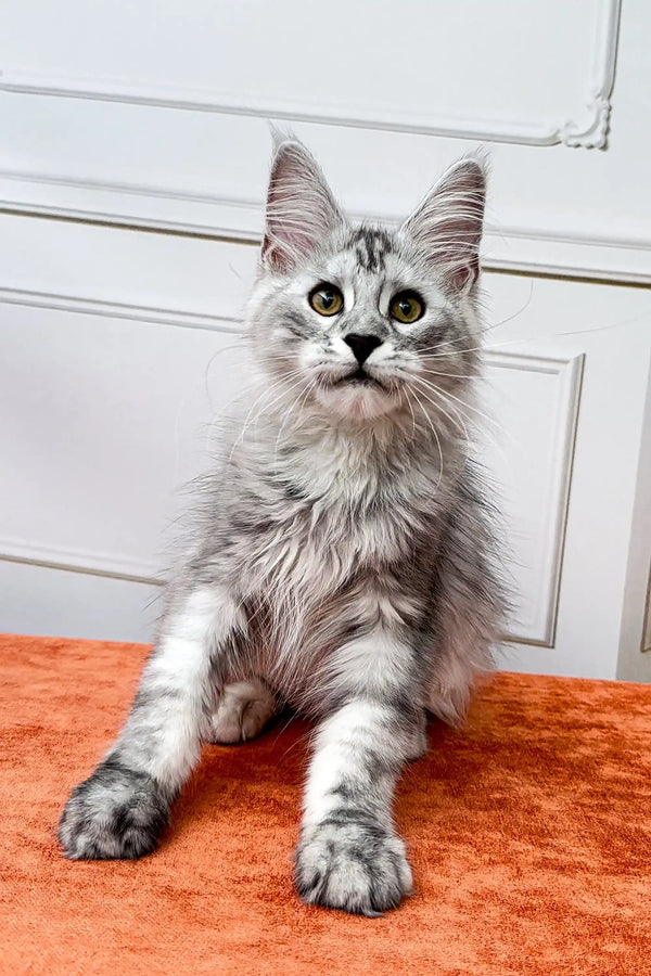 Gray and white Maine Coon kitten lounging on an orange surface, looking adorable