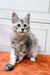 Gray and white Maine Coon kitten chilling on an orange surface, super adorable!