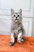 Gray and white Maine Coon kitten chillin’ on an orange surface, super cute!