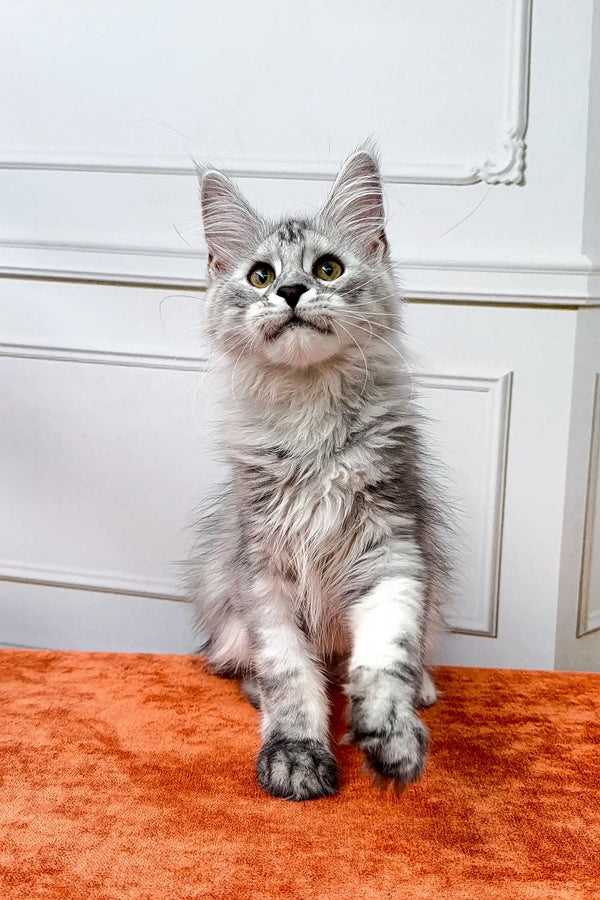 Gray and white Maine Coon kitten sitting upright on an orange surface