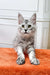 Gray and white Maine Coon kitten with green eyes sitting on orange surface