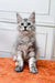 Gray Maine Coon kitten sitting upright on an orange surface, looking adorable