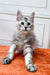 Gray and white Maine Coon kitten chilling on an orange surface, looking adorable