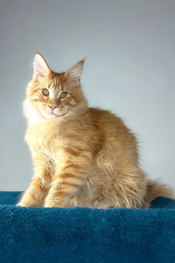 David | polydactyl maine coon kitten