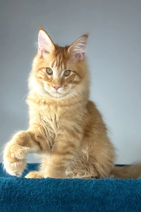 David | polydactyl maine coon kitten