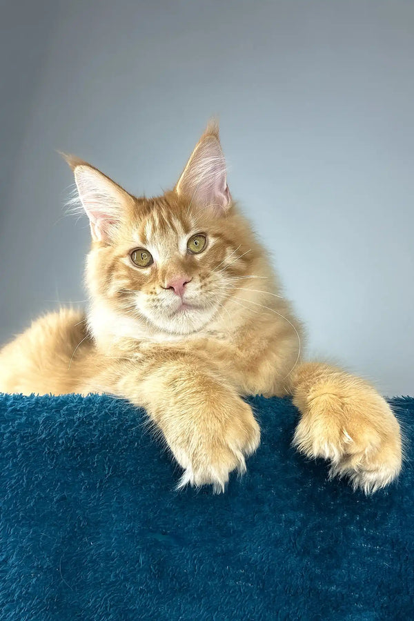 David | polydactyl maine coon kitten