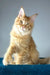 David | polydactyl maine coon kitten