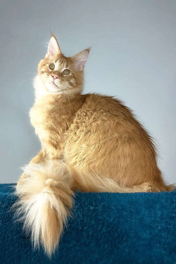 David | polydactyl maine coon kitten