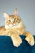David | polydactyl maine coon kitten