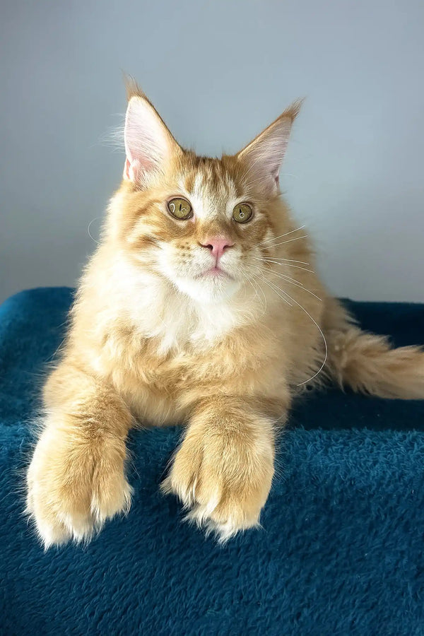 David | polydactyl maine coon kitten