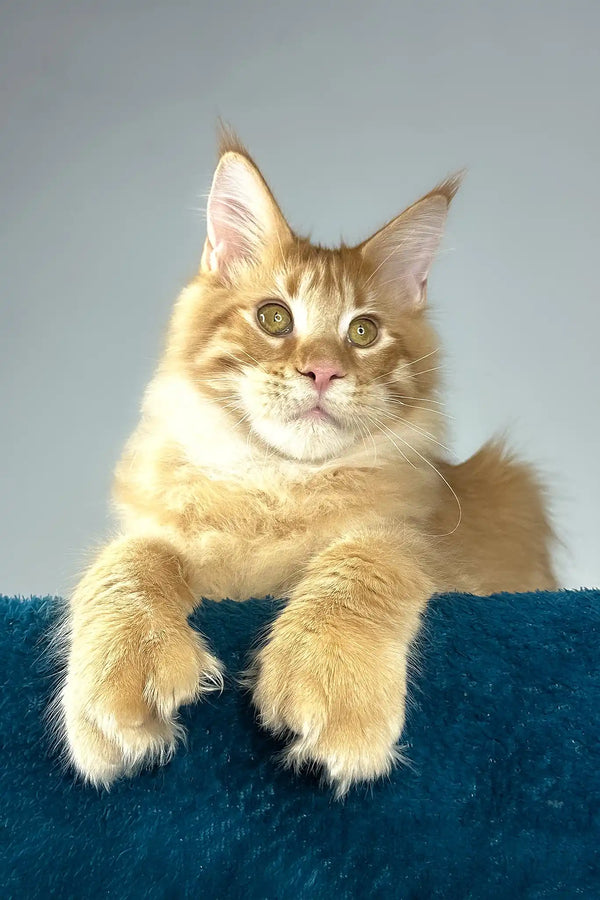 David | polydactyl maine coon kitten