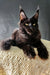 Black Maine Coon kitten with striking yellow eyes and cute ear tufts in DaVinci product