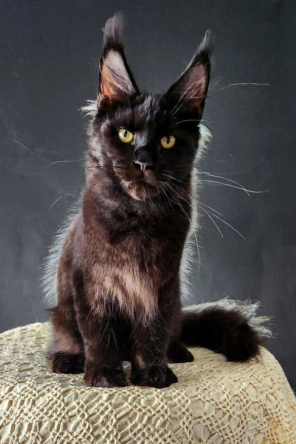 Black Maine Coon kitten with striking yellow eyes and cute ear tufts in DaVinci product