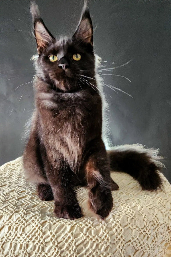 Black long-haired Maine Coon kitten with striking yellow eyes sitting upright