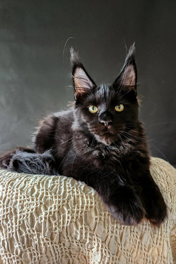 Black Maine Coon kitten with striking green eyes and ear tufts, perfect for any cat lover
