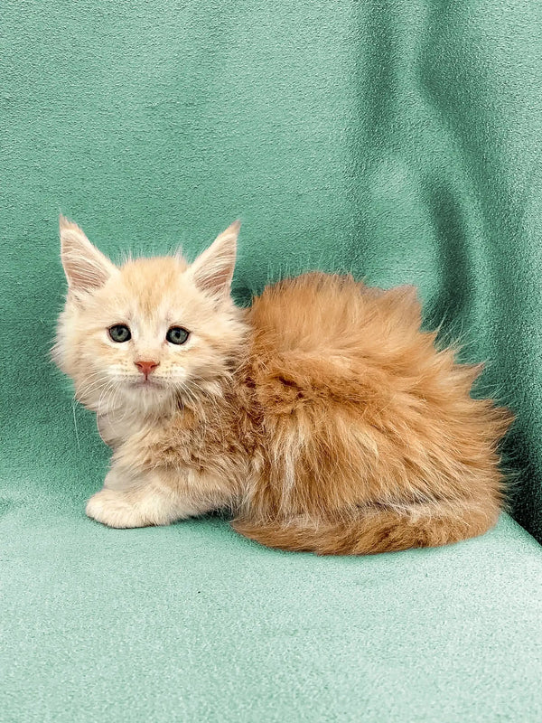 Fluffy orange Maine Coon kitten with long fur against a teal backdrop