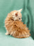 Fluffy orange Maine Coon kitten sitting cutely with its back turned