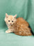 Fluffy orange and white Maine Coon kitten Dax sitting on a teal surface