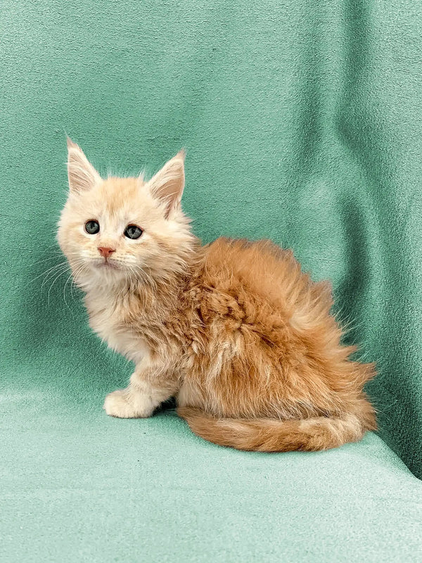Fluffy orange and white Maine Coon kitten with big eyes sitting adorably on a surface