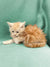 Fluffy orange and white Maine Coon kitten Dax sitting on a vibrant green surface