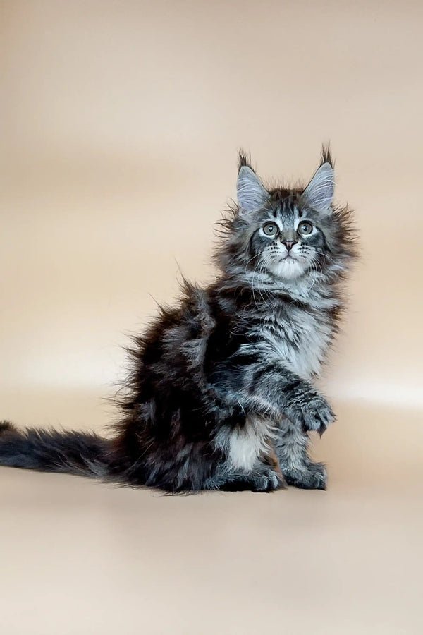 Cute Dayana Maine Coon kitten with fluffy coat and ear tufts ready for cuddles!