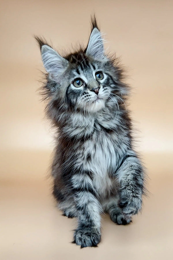 Fluffy Maine Coon kitten named Dayana with stunning blue eyes and tufted ears