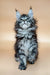 Cute Dayana Maine Coon kitten with fluffy silver-gray fur and bright blue eyes