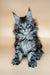 Adorable Dayana Maine Coon kitten with fluffy fur and striking blue eyes