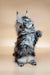 Cute Dayana Maine Coon kitten standing on hind legs with one paw raised