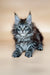 Dayana Maine Coon kitten with fluffy gray fur and stunning blue eyes