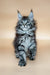 Cute Dayana Maine Coon kitten with blue eyes and fluffy silver-gray fur