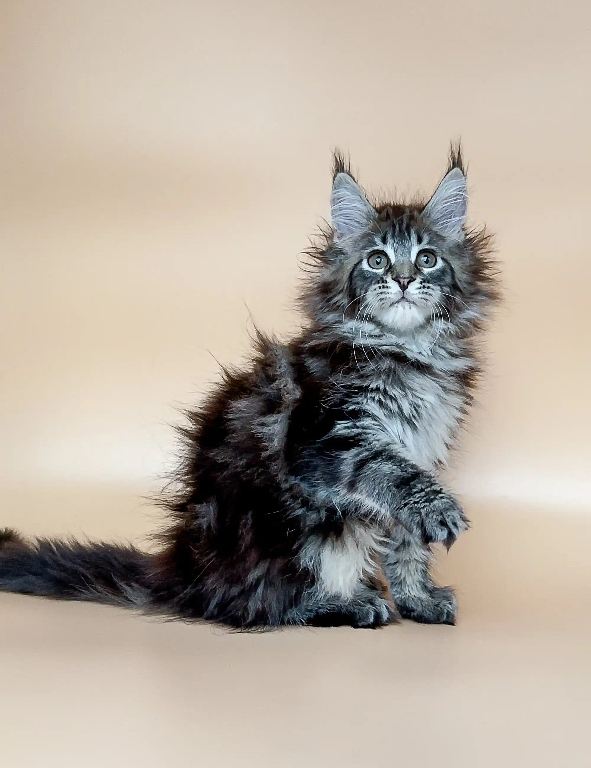 Maine Coon Kittens for Sale Dayana | Kitten