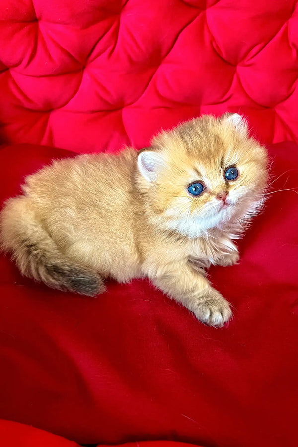 Dayna | british longhair kitten