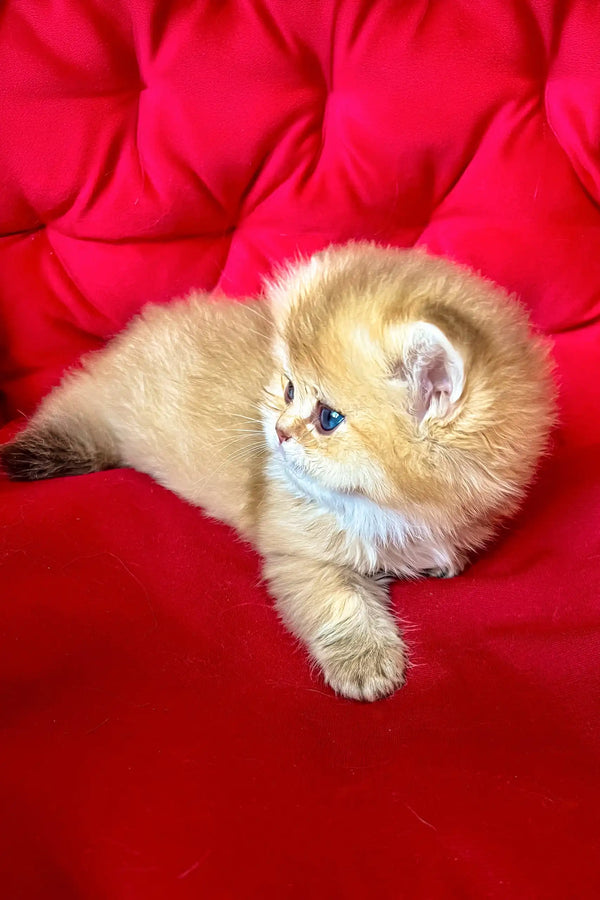 Dayna | british longhair kitten