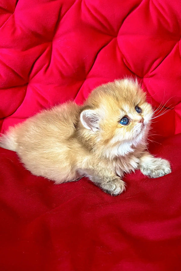 Dayna | british longhair kitten