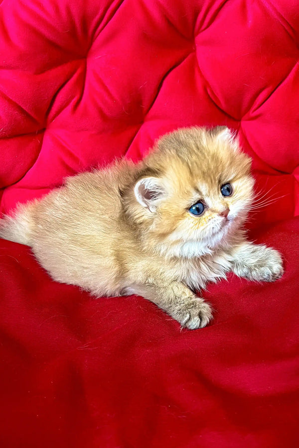 Dayna | british longhair kitten