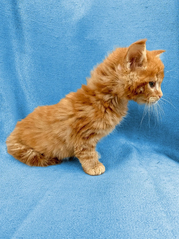 Fluffy orange Maine Coon kitten lounging on a blue surface. Perfect cuddle buddy!